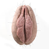 The Fanny Magnet - VALENTINES