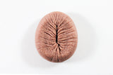 Billy's Bumhole - Fridge Magnet VALENTINES